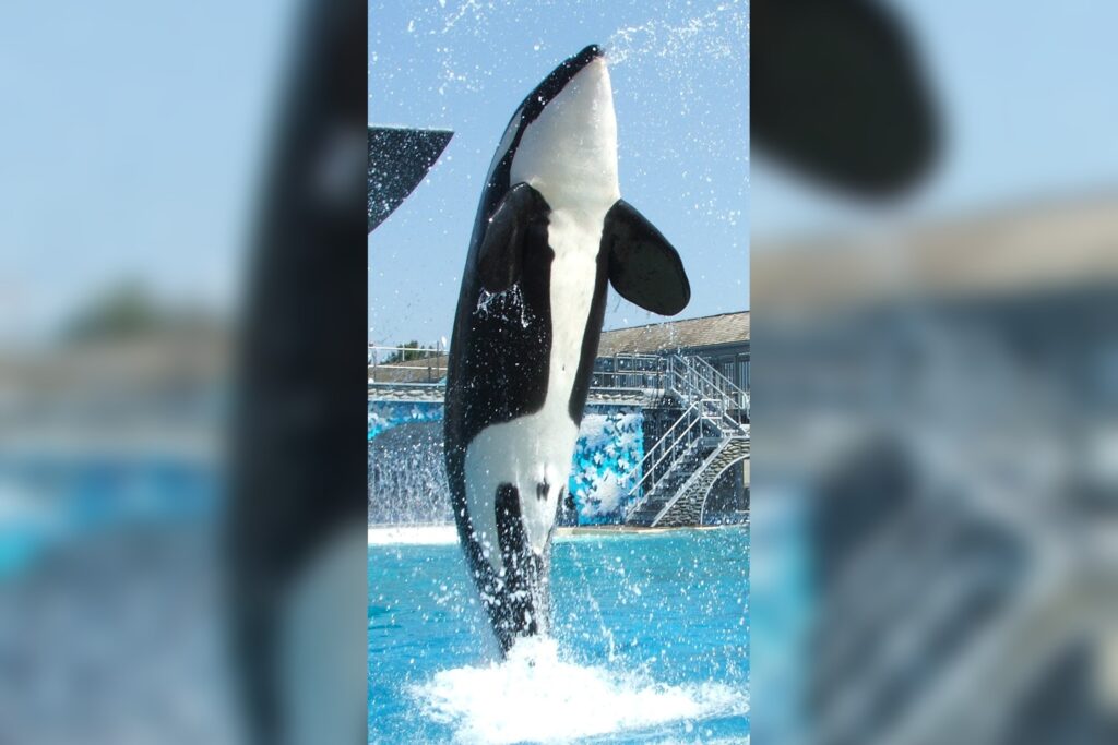Stanford Medicine First Commercial Orca T Dose Medical